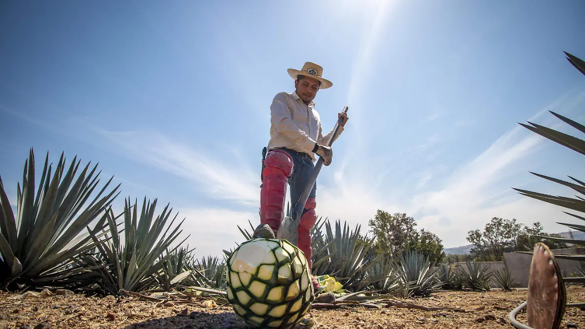 Jimador Tequila Francisco Rodríguez